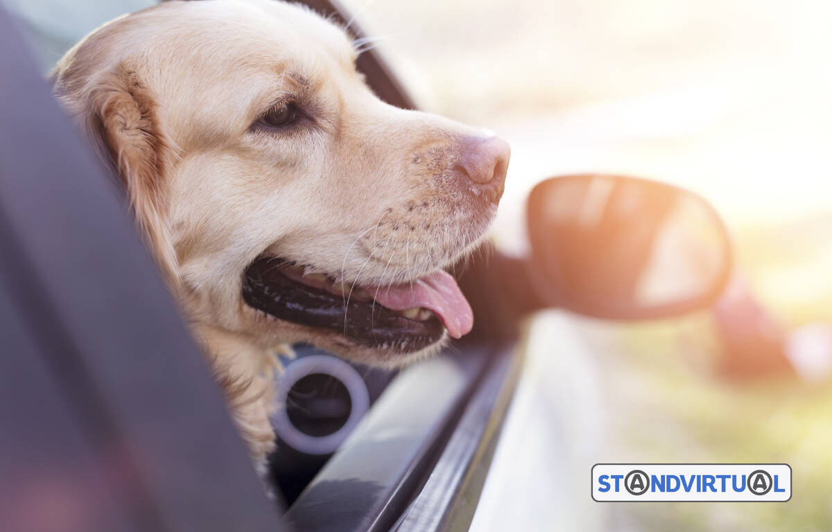 Proteger animais estimação calor carro