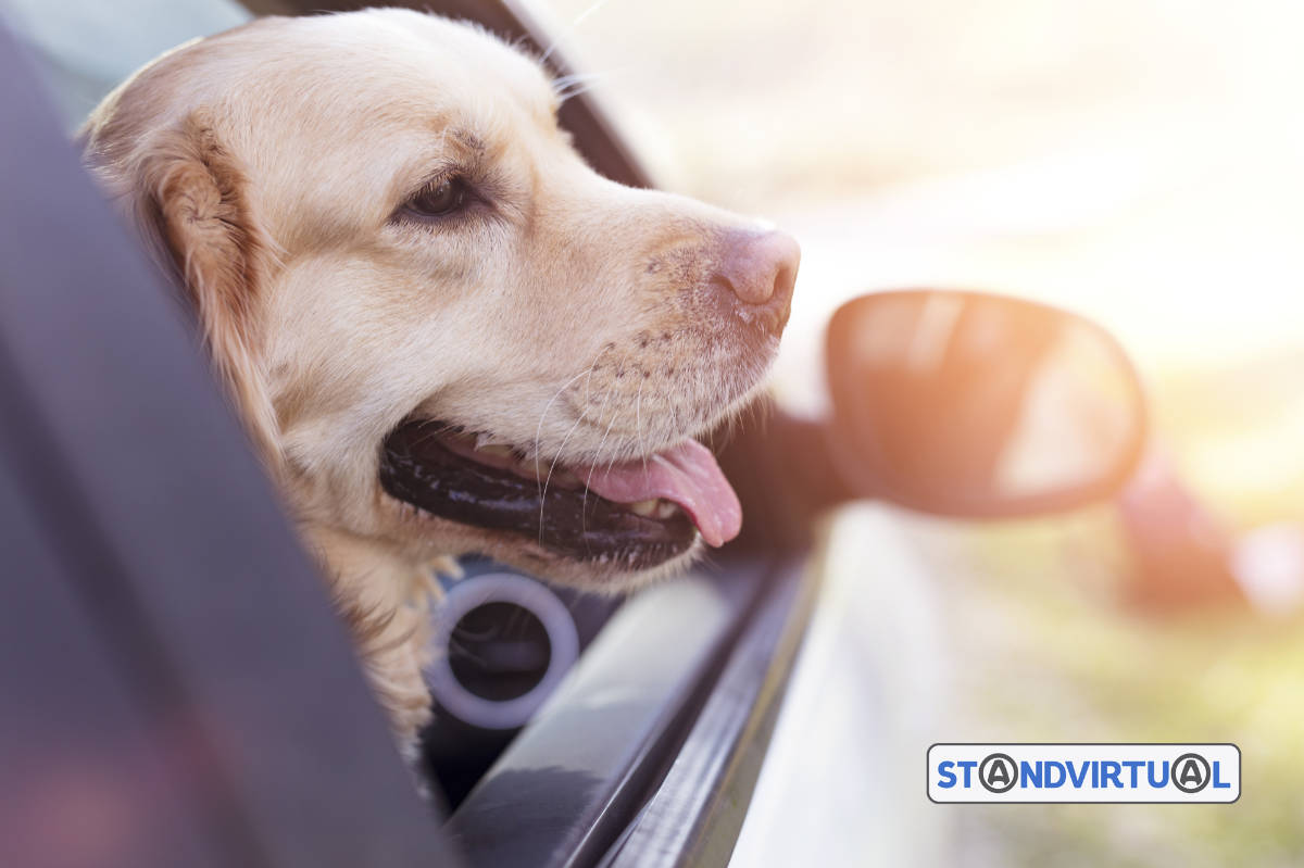 Proteger animais estimação calor carro