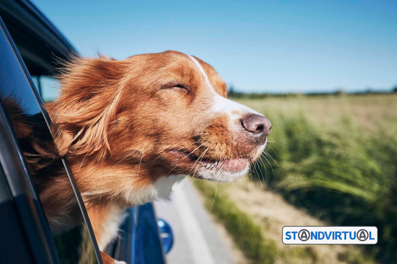 Dicas transportar animais nas carro