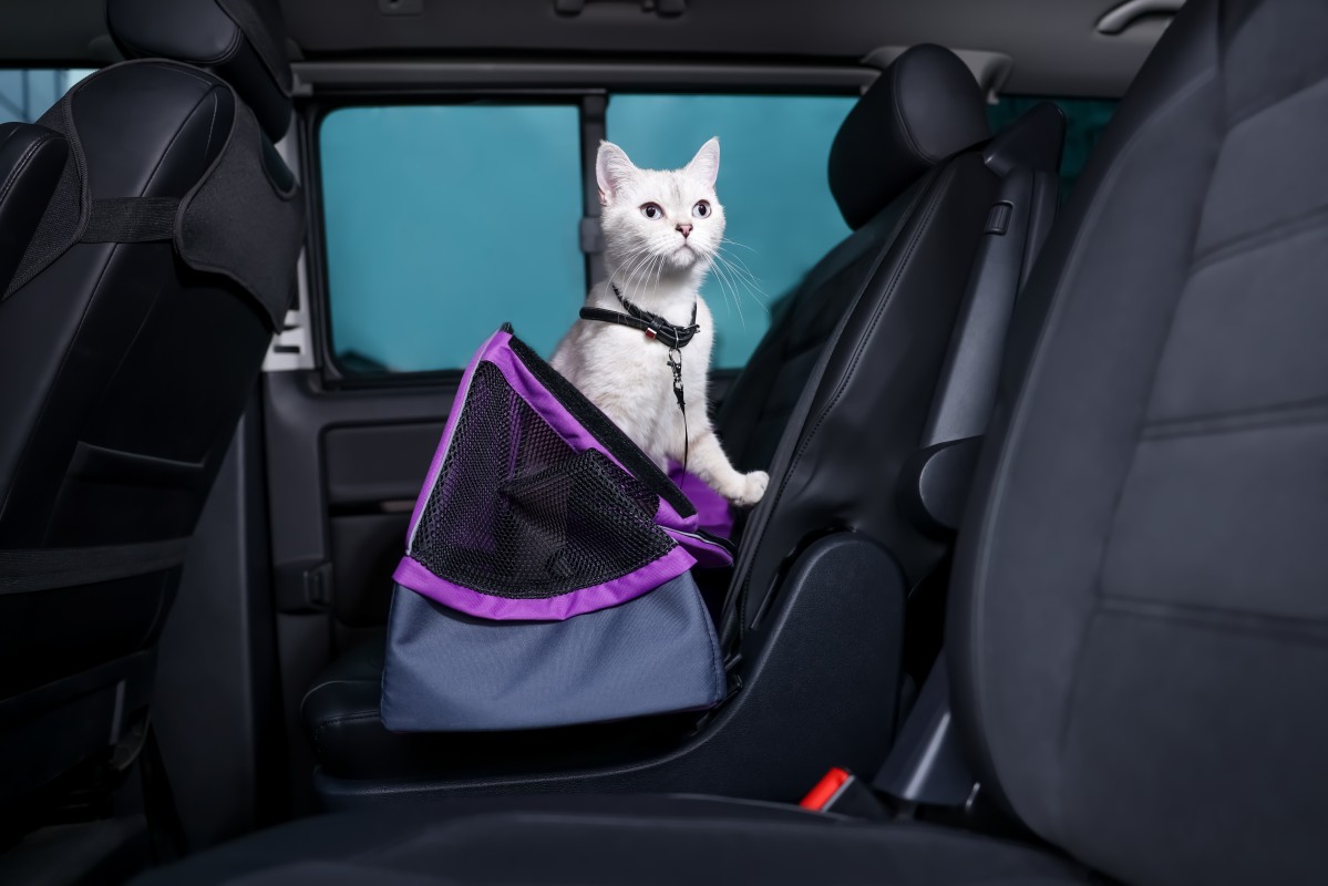 cão dentro de um carro ao sol, janela entreaberta, expressão de desconforto